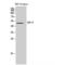 Growth/differentiation factor 6 antibody, LS-C387741, Lifespan Biosciences, Western Blot image 