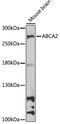 ATP Binding Cassette Subfamily A Member 2 antibody, 16-734, ProSci, Western Blot image 