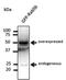 RAB5B, Member RAS Oncogene Family antibody, orb11629, Biorbyt, Western Blot image 