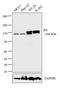 RB Transcriptional Corepressor 1 antibody, MA1-34070, Invitrogen Antibodies, Western Blot image 