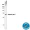 Serpin Family E Member 1 antibody, AF3828, R&D Systems, Western Blot image 