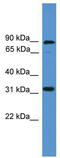 Protein atonal homolog 8 antibody, TA345461, Origene, Western Blot image 