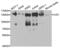 DNA Ligase 1 antibody, abx001534, Abbexa, Western Blot image 