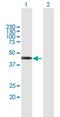 Testis Specific Protein Y-Linked 2 antibody, H00064591-B01P, Novus Biologicals, Western Blot image 