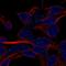 Small EDRK-Rich Factor 1B antibody, HPA075271, Atlas Antibodies, Immunofluorescence image 