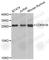 Cyclin Dependent Kinase Inhibitor 1B antibody, A0290, ABclonal Technology, Western Blot image 