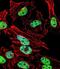 T antibody, abx031435, Abbexa, Western Blot image 