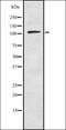 Spliceosome Associated Factor 3, U4/U6 Recycling Protein antibody, orb337625, Biorbyt, Western Blot image 