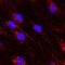 Delta Like Canonical Notch Ligand 4 antibody, PA5-46974, Invitrogen Antibodies, Immunocytochemistry image 