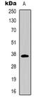 CD7 Molecule antibody, abx133771, Abbexa, Western Blot image 