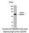 CD244 Molecule antibody, NBP2-12153, Novus Biologicals, Western Blot image 