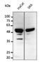 p53 antibody, AB0065-200, Origene, Western Blot image 