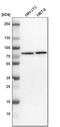 TBC1 Domain Family Member 15 antibody, HPA013388, Atlas Antibodies, Western Blot image 