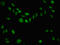 Lysine Demethylase 6B antibody, orb401016, Biorbyt, Immunofluorescence image 
