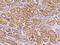 HMGE antibody, 200581-T08, Sino Biological, Immunohistochemistry frozen image 