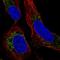 Transmembrane prostate androgen-induced protein antibody, HPA072291, Atlas Antibodies, Immunofluorescence image 