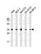 Annexin A2 antibody, MBS9205365, MyBioSource, Western Blot image 