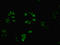 Bromodomain Containing 9 antibody, LS-C380124, Lifespan Biosciences, Immunofluorescence image 