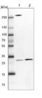 SBDS Ribosome Maturation Factor antibody, NBP1-85646, Novus Biologicals, Western Blot image 