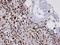 Nuclear Receptor Subfamily 2 Group F Member 1 antibody, NBP1-31259, Novus Biologicals, Immunohistochemistry frozen image 