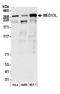 Mediator Complex Subunit 13L antibody, A302-420A, Bethyl Labs, Western Blot image 