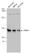EMAP Like 4 antibody, GTX130169, GeneTex, Western Blot image 