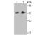 Syntaxin 3 antibody, A06217, Boster Biological Technology, Western Blot image 