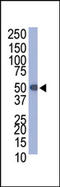 Vitamin K-dependent protein C antibody, AP11023PU-N, Origene, Western Blot image 