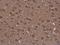 Nucleobindin 2 antibody, GTX130943, GeneTex, Immunohistochemistry paraffin image 