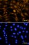 Orthodenticle Homeobox 2 antibody, PA5-39887, Invitrogen Antibodies, Immunofluorescence image 