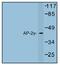 Transcription Factor AP-2 Gamma antibody, AP01241PU-N, Origene, Western Blot image 