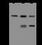 Eukaryotic Translation Initiation Factor 2 Alpha Kinase 3 antibody, 205364-T38, Sino Biological, Western Blot image 