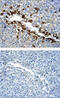 Protein Kinase AMP-Activated Catalytic Subunit Alpha 1 antibody, AF3197, R&D Systems, Immunohistochemistry paraffin image 