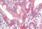 Growth Differentiation Factor 1 antibody, MBS248904, MyBioSource, Immunohistochemistry frozen image 