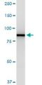 Small VCP/p97-interacting protein antibody, H00007415-M03, Novus Biologicals, Western Blot image 