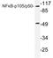 Nuclear Factor Kappa B Subunit 1 antibody, LS-C177679, Lifespan Biosciences, Western Blot image 
