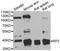 RP2 Activator Of ARL3 GTPase antibody, abx006867, Abbexa, Western Blot image 