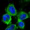 ATP Binding Cassette Subfamily E Member 1 antibody, HPA036846, Atlas Antibodies, Immunofluorescence image 