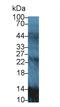 Apolipoprotein A2 antibody, LS-C292888, Lifespan Biosciences, Western Blot image 