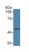 Bone Morphogenetic Protein 7 antibody, LS-C314627, Lifespan Biosciences, Western Blot image 