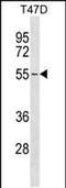 ERGIC And Golgi 2 antibody, PA5-48793, Invitrogen Antibodies, Western Blot image 