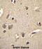 S100 Calcium Binding Protein A1 antibody, abx026438, Abbexa, Immunohistochemistry frozen image 