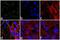 Perilipin 1 antibody, PA1-1051, Invitrogen Antibodies, Immunofluorescence image 