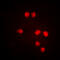 Mediator Complex Subunit 1 antibody, abx133122, Abbexa, Western Blot image 