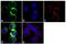 Syndecan 1 antibody, PA5-16918, Invitrogen Antibodies, Immunofluorescence image 
