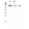 MYB Proto-Oncogene, Transcription Factor antibody, LS-C382785, Lifespan Biosciences, Western Blot image 