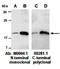 Herpes Simplex Virus tag antibody, orb66654, Biorbyt, Western Blot image 