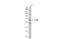 Signal Transducing Adaptor Molecule antibody, GTX105927, GeneTex, Western Blot image 