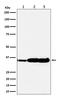 ELAV Like RNA Binding Protein 1 antibody, M00736, Boster Biological Technology, Western Blot image 