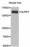 NLR Family Pyrin Domain Containing 3 antibody, LS-C334192, Lifespan Biosciences, Western Blot image 